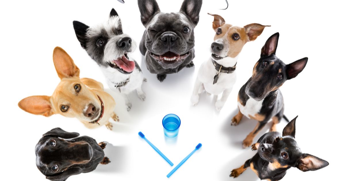Natural vs. Traditional Pet Dental Care: Which Is Better?