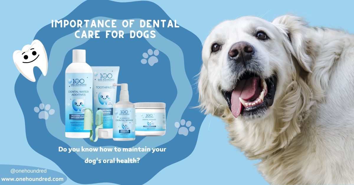 Ensuring Your Dog’s Dental Health: Why It Matters & How to Maintain It